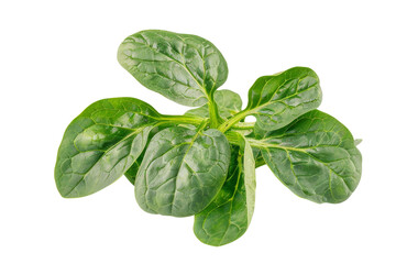 Obraz premium Fresh Spinach Leaves Isometric on white background