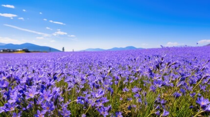 nature purple flowers isolated