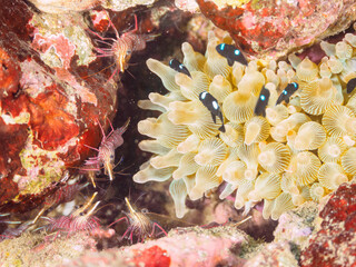 美しいイソギンチャク畑の可愛いミツボシクロスズメダイ（スズメダイ科）、サラサエビ（サラサエビ科）他の群れ。

日本国静岡県伊豆半島賀茂郡南伊豆町中木から渡し船で渡るヒリゾ浜にて。
2022年9月水中撮影。
Threespot dascyllus (Dascyllus trimaculatus) and Cleaner Shrimp (Rhynchocinetes uritai) and other