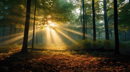 Naklejka premium forest sun burst overlay