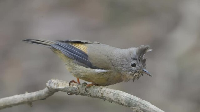 Rare Birds of Nepal. Fulchoki and Godawori Lalitpur Kathmandu. Bird species recorded in Nepal.