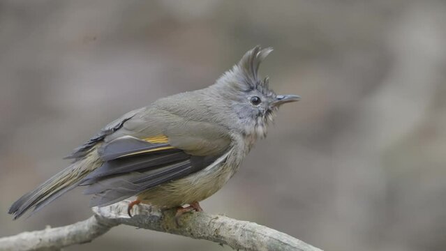 Rare Birds of Nepal. Fulchoki and Godawori Lalitpur Kathmandu. Bird species recorded in Nepal.