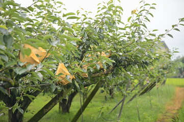 Taiwan - Jun 01, 2024: Sanxing Township's premier pears are bagged to prevent pests and enhance...