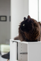 Side cat