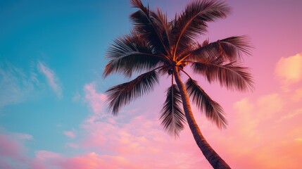 sky palm trees pink