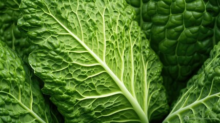 leaf garden cabbage vegetable