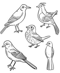 Fototapeta premium Simple coloring book, cartoon style drawings of different types of birds, simple line art with thick lines and low detail, no shading, white background, flat design, 