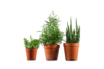 Fototapeta premium Potted plants isolated on transparent background
