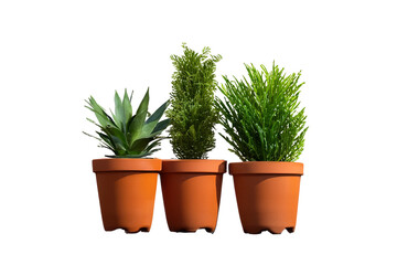 Obraz premium Potted plants isolated on transparent background