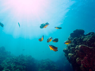 逆光の美しいホウライヒメジ（ヒメジ科）、チョウチョウウオ（チョウチョウウオ科）、キビナゴ（ニシン科）他の群れ。

日本国静岡県伊豆半島賀茂郡南伊豆町中木から渡し船で渡るヒリゾ浜にて。
2022年9月水中撮影。
Whitesaddle goatfish (Parupeneus ciliatus) Oriental ButterflyFish (Chaetodon aurites), Silver-S