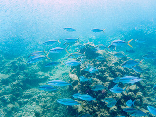 キビナゴの大群を襲う迫力あるカンパチとツムブリ（アジ科）の群れ。

日本国静岡県伊豆半島賀茂郡南伊豆町中木から渡し船で渡るヒリゾ浜にて。
2022年9月水中撮影。

Powerful schools of Greater Amberjack (Seriola dumerili) and Rainbow Runner (Elagatis bipinnulata) (horse mackerel fa
