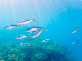 逆光の中、キビナゴの大群を襲う迫力あるカンパチとツムブリ（アジ科）の群れ。

日本国静岡県伊豆半島賀茂郡南伊豆町中木から渡し船で渡るヒリゾ浜にて。
2022年9月水中撮影。

In the backlight, a powerful school of Greater Amberjack (Seriola dumerili) and Rainbow Runner (Elagatis bipinnu