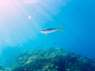 逆光の中、キビナゴの大群を襲う迫力あるカンパチとツムブリ（アジ科）の群れ。

日本国静岡県伊豆半島賀茂郡南伊豆町中木から渡し船で渡るヒリゾ浜にて。
2022年9月水中撮影。

In the backlight, a powerful school of Greater Amberjack (Seriola dumerili) and Rainbow Runner (Elagatis bipinnu