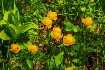 A fabulous bright yellow flower, with which legends are associated, elves sleep in the depths of the flower buds.