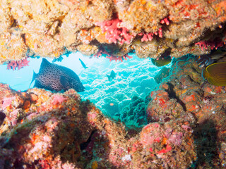 水中洞窟にいる、大きく美しいイシガキダイ（イシダイ科）、チョウチョウウオ（チョウチョウウオ科）他の群れ。

日本国静岡県伊豆半島賀茂郡南伊豆町中木から渡し船で渡るヒリゾ浜にて。
2022年9月水中撮影。

Spotted Knifejaw (Oplegnathus punctatus), Oriental ButterflyFish (Chaetodon aurites) at the under