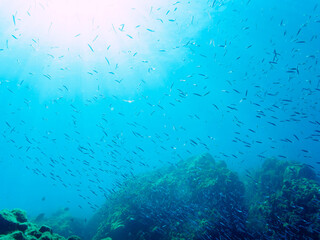 浅瀬を泳ぐ美しいキビナゴの大群（ニシン科）。

日本国静岡県伊豆半島賀茂郡南伊豆町中木から渡し船で渡るヒリゾ浜にて。
2022年9月水中撮影。

A large school of beautiful Silver-Stripe Round Herrings (Spratelloides gracilis) swimming in shallow water.
