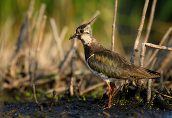 Northern lapwing bird close up ( Vanellus vanellus )