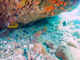 水中洞窟にいる、美しいチョウチョウウオ（チョウチョウウオ科）、ホウライヒメジ（ヒメジ科）他の群れ。

日本国静岡県伊豆半島賀茂郡南伊豆町中木から渡し船で渡るヒリゾ浜にて。
2022年9月水中撮影。

A school of the Beautiful Oriental ButterflyFish (Chaetodon aurites) and Whitesaddle goatfish (Parup