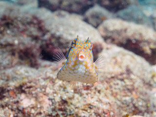 可愛いシマウミスズメ（ハコフグ科）幼魚他。

日本国静岡県伊豆半島賀茂郡南伊豆町中木から渡し船で渡るヒリゾ浜にて。
2022年9月水中撮影。

Lovely juvenile Thornback cowfish (Lactoria fornasini) and others.
