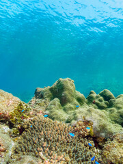 美しいサンゴの群生と青い海と水面を泳ぐスキンダイバーたち。

日本国静岡県伊豆半島賀茂郡南伊豆町中木から渡し船で渡るヒリゾ浜にて。
2022年9月水中撮影。

Beautiful coral colonies, blue ocean and skin divers swimming on the surface.

