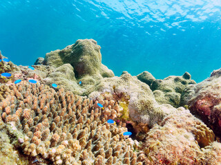 美しいサンゴの群生と青い海と水面を泳ぐスキンダイバーたち。

日本国静岡県伊豆半島賀茂郡南伊豆町中木から渡し船で渡るヒリゾ浜にて。
2022年9月水中撮影。

Beautiful coral colonies, blue ocean and skin divers swimming on the surface.
