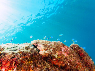 岩場に集まる、美しいソラスズメダイ（スズメダイ科）他の群れ。

日本国静岡県伊豆半島賀茂郡南伊豆町中木から渡し船で渡るヒリゾ浜にて。
2022年9月水中撮影。

Beautiful a school of Heavenly Damselfish (Pomacentrus coelestis) and others gather on a rocky beach.
