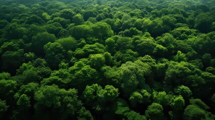 trees dark green forest