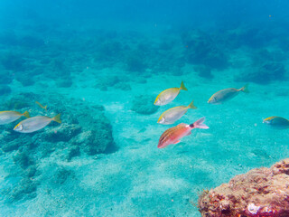 美しく大きなアイゴ（アイゴ科）他の群れ。

日本国静岡県伊豆半島賀茂郡南伊豆町中木から渡し船で渡るヒリゾ浜にて。
2022年9月水中撮影。

Beautiful and large schools of Rabbitfish (Siganus fuscescens) and other.

