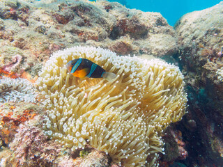 美しいイソギンチャク畑の可愛いクマノミ（クマノミ亜科）。

日本国静岡県伊豆半島賀茂郡南伊豆町中木から渡し船で渡るヒリゾ浜にて。
2022年9月水中撮影。

The Lovely Yellowtail clownfish (Amphiprion clarkii) in Beautiful Sea Anemones,
