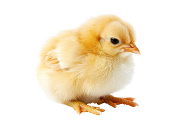 Fototapeta premium Cute fluffy chick on transparent background. Perfect for farm, Easter, and animal-related themes. 