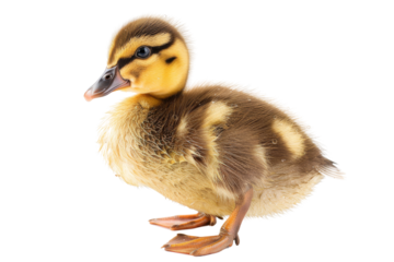 Cute duckling standing on white background, showcasing fluffy feathers and adorable expression. Perfect for animal and nature-themed designs.