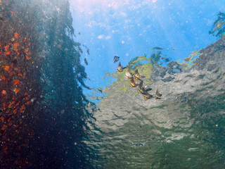 浅瀬を泳ぐ、美しいナンヨウツバメウオ（ツバメウオ属）の幼魚の群れの半水面撮影。

日本国静岡県伊豆半島賀茂郡南伊豆町中木から渡し船で渡るヒリゾ浜にて。
2022年9月水中撮影。

A semi-surface shot of a school of beautiful juvenile Orbicular Batfish (Platax orbicularis) swimming in shall