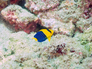 可愛いソメワケヤッコ（キンチャクダイ科）の幼魚他。

日本国静岡県伊豆半島賀茂郡南伊豆町中木から渡し船で渡るヒリゾ浜にて。
2022年9月水中撮影。

A lovely Bicolor angelfish (Centropyge bicolor) and others.
