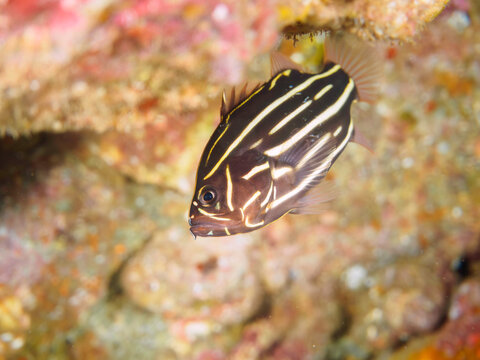 水中洞窟にいる毒を持つ美しいヌノサラシ（ハタ科）の幼魚。

日本国静岡県伊豆半島賀茂郡南伊豆町中木から渡し船で渡るヒリゾ浜にて。
2022年9月水中撮影。

A beautiful, juvenile venomous Goldenstriped soapfish juvenile (Grammistes sexlineatus) in an underwater cave.
