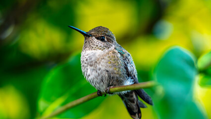 A juvenile Ruby-throated humming bird resting on a honey Honeysuckles branch, Vancouver, British Columbia, Canada