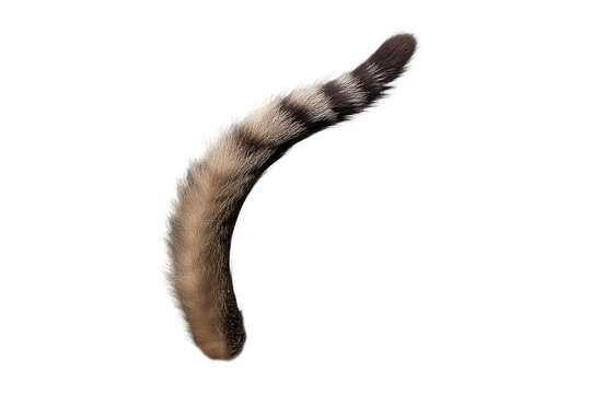 cat tail