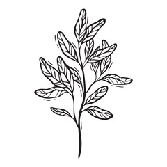 Branch of pomegranate leaves. Vector illustration in black and white, hand-drawn in linocut style. Black line art sketch. Drawing for design of food and cosmetics packaging, recipe books, postcards.