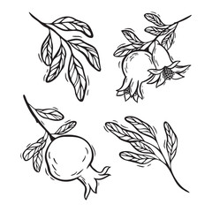 Set of branches and leaves, small pomegranate and flowers. Vector botanical black and white illustration, hand drawn in linocut style. For food and cosmetics packaging design, menus, cards, posters.