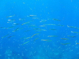 キビナゴの大群を襲う迫力あるタイワンカマス（カマス科）他の群れとスキンダイバー。

日本国静岡県伊豆半島賀茂郡南伊豆町中木から渡し船で渡るヒリゾ浜にて。
2022年9月水中撮影。

Yellowtail barracuda (Sphyraena obtusata) attacking a large school of Silver-Stripe Round Herrings (Spratello