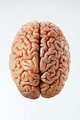 Fototapeta premium Brain model showing the anatomy and structure of the human brain.