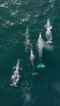 Observing six whales from an aerial viewpoint in the ocean is a captivating experience for nature lovers, showcasing the beauty of marine life in its natural habitat with their dynamic movements