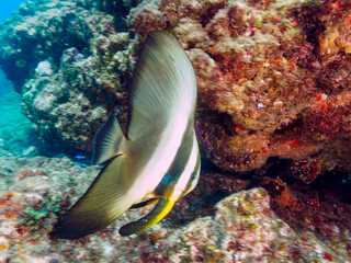 大きく美しいツバメウオ（ツバメウオ属）とスキンダイバー。

日本国静岡県伊豆半島賀茂郡南伊豆町中木から渡し船で渡るヒリゾ浜にて。
2022年9月水中撮影。

Beautiful Longfin Batfish (Platax teiras) and others with skin divers.
