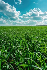 Obraz premium Field of green grass with blue sky