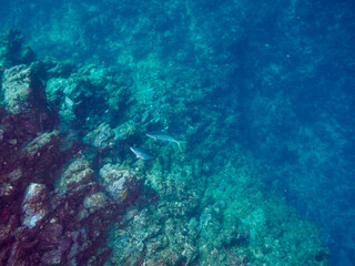 キビナゴの大群を襲う迫力あるカンパチとツムブリ（アジ科）の群れ。

日本国静岡県伊豆半島賀茂郡南伊豆町中木から渡し船で渡るヒリゾ浜にて。
2022年9月水中撮影。

Powerful schools of Greater Amberjack (Seriola dumerili) and Rainbow Runner (Elagatis bipinnulata) attacking a large 