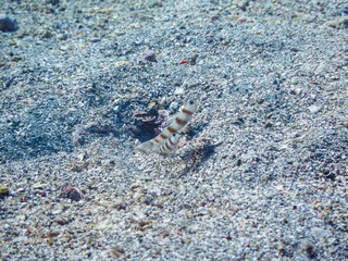 砂地で三者共生する、ダテハゼ、ハナハゼ（ハゼ科）、ニシキテッポウエビ（テッポウエビ科）。

日本国静岡県伊豆半島賀茂郡南伊豆町中木から渡し船で渡るヒリゾ浜にて。
2022年9月水中撮影。
Japanese Shrimp Goby (Amblyeleotris japonica), Blue Hana Goby (Ptereleotris hanae), and the Tiger Pistol S