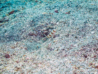 砂地で三者共生する、ダテハゼ、ハナハゼ（ハゼ科）、ニシキテッポウエビ（テッポウエビ科）。

日本国静岡県伊豆半島賀茂郡南伊豆町中木から渡し船で渡るヒリゾ浜にて。
2022年9月水中撮影。
Japanese Shrimp Goby (Amblyeleotris japonica), Blue Hana Goby (Ptereleotris hanae), and the Tiger Pistol S