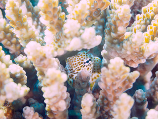 美しいテーブルサンゴと可愛いセダカギンポ（イソギンポ科）の幼魚他。

日本国静岡県伊豆半島賀茂郡南伊豆町中木から渡し船で渡るヒリゾ浜にて。
2022年9月水中撮影。

Beautiful table corals and lovely juvenile Leopard blenny (Exallias brevis) and others.
