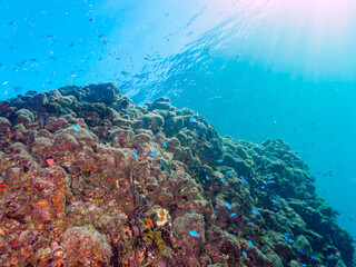 逆光の岩場に集まる、美しいソラスズメダイ（スズメダイ科）他の群れ。

日本国静岡県伊豆半島賀茂郡南伊豆町中木から渡し船で渡るヒリゾ浜にて。
2022年9月水中撮影。

Beautiful a school of Heavenly Damselfish (Pomacentrus coelestis) and others gather on a backlight rocky beach.
