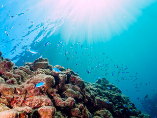 逆光の岩場に集まる、美しいソラスズメダイ（スズメダイ科）他の群れ。

日本国静岡県伊豆半島賀茂郡南伊豆町中木から渡し船で渡るヒリゾ浜にて。
2022年9月水中撮影。

Beautiful a school of Heavenly Damselfish (Pomacentrus coelestis) and others gather on a backlight rocky beach.
