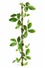 genetic engineering concept